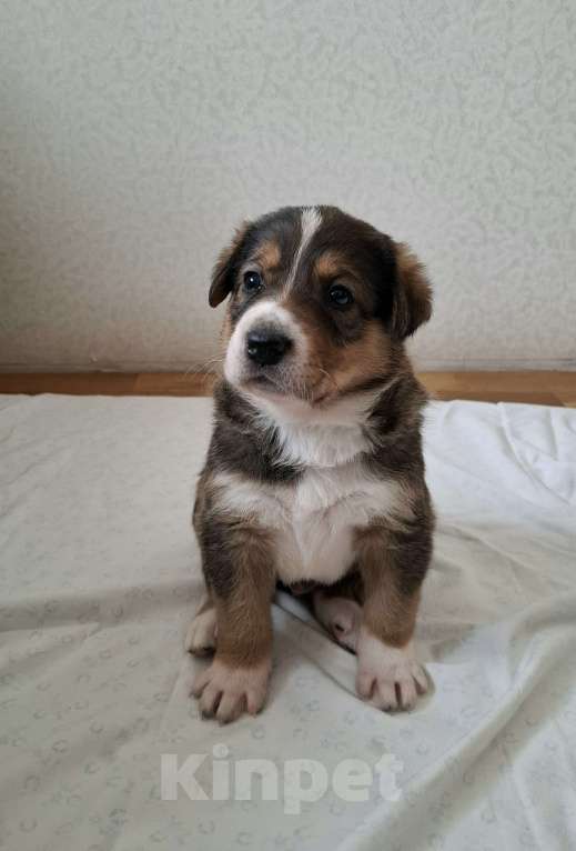 Собаки в Екатеринбурге: щенята в самую ответственную семью Мальчик, 1 000 руб. - фото 2