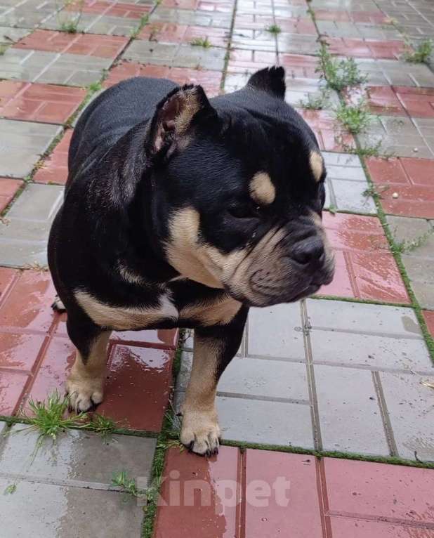 Собаки в Шумихе: Отдам в добрые руки Мальчик, Бесплатно - фото 2