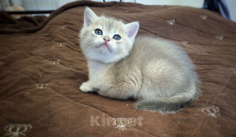 Кошки в Москве: Василиса Девочка, 37 000 руб. - фото 8