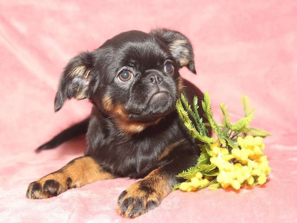 Собаки в Санкт-Петербурге: Красотка Девочка, 80 000 руб. - фото 4