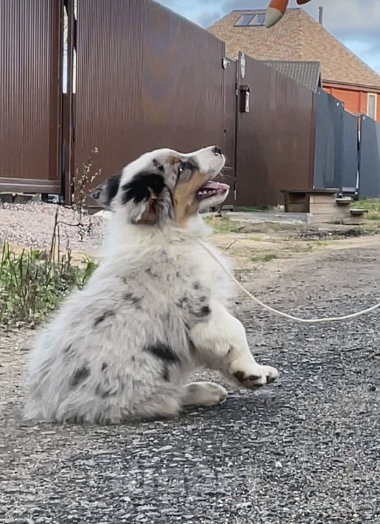 Собаки в Санкт-Петербурге: Аусси щенки купить Мальчик, 90 000 руб. - фото 1