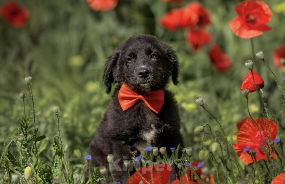 Собаки в других городах Владимирской области: 🐶 Лео — добрый малыш, который ждёт своих родителей! 🐶 Мальчик, Бесплатно - фото 2