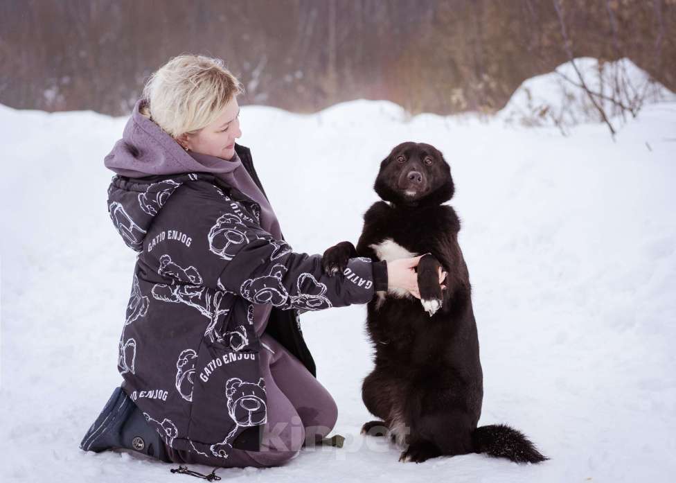 Собаки в Москве: Арабика ждёт своих родителей Девочка, Бесплатно - фото 2