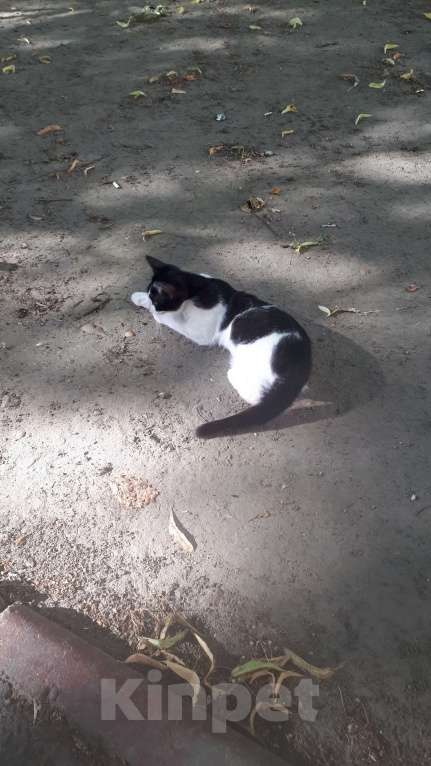 Кошки в Армавире: Замечательные котята-подростки ищут дом Девочка, Бесплатно - фото 3