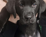 Собаки в Пятигорске: Лабрадор щенки чёрные  Мальчик, 25 000 руб. - фото 3