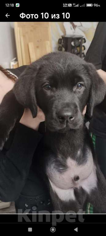 Собаки в Пятигорске: Лабрадор щенки чёрные  Мальчик, 25 000 руб. - фото 3