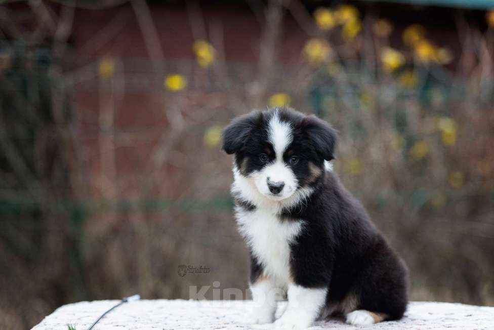 Собаки в Москве: Миниатюрная американская овчарка (мини-аусси) Девочка, 100 000 руб. - фото 5
