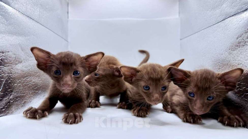 Кошки в Клине: Кот Ориентальной породы приглашает кошку для вязки Мальчик, 1 руб. - фото 4