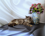 Кошки в Новосибирске: Котик манчкин нестандарт Мальчик, Бесплатно - фото 4