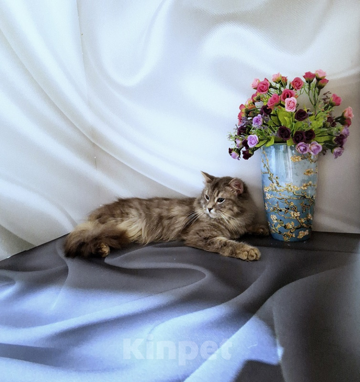 Кошки в Новосибирске: Котик манчкин нестандарт Мальчик, Бесплатно - фото 4