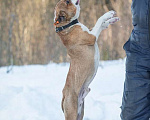 Собаки в Москве: Питбуль Персис в добрые руки Мальчик, Бесплатно - фото 5