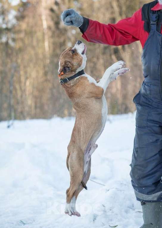 Собаки в Москве: Питбуль Персис в добрые руки Мальчик, Бесплатно - фото 5