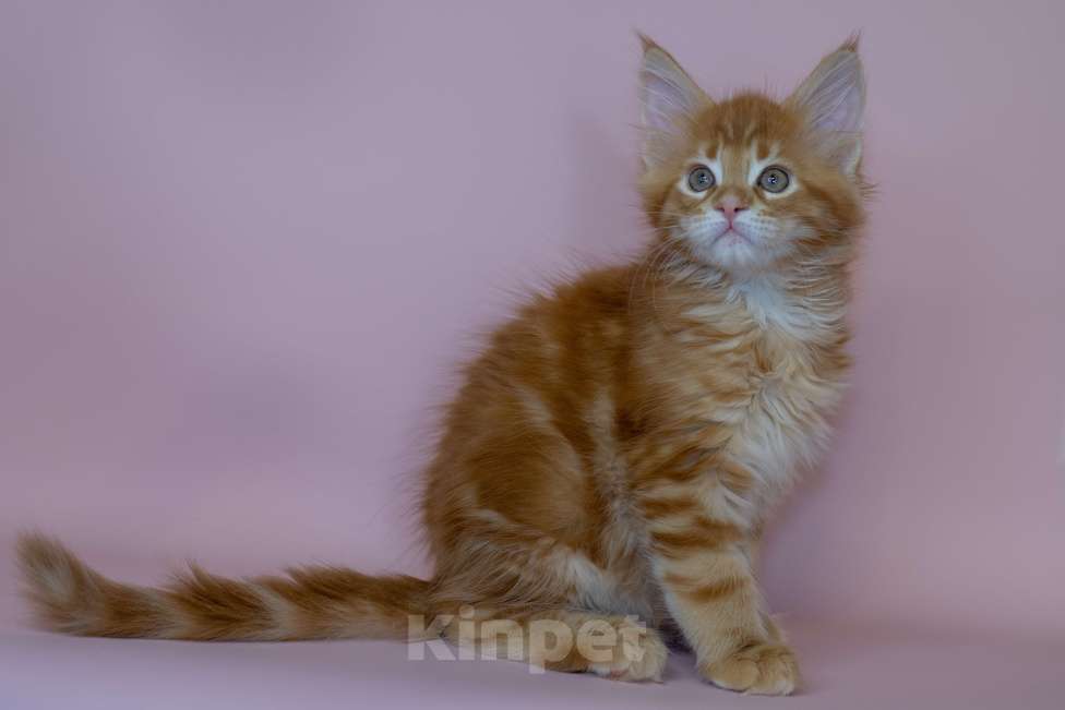 Кошки в Красноярске: Котята Мейн Кун Разнополые, 50 000 руб. - фото 9