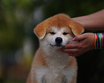 Собаки в Одинцово: Очаровательная девочка Акита-ину  Девочка, Бесплатно - фото 1