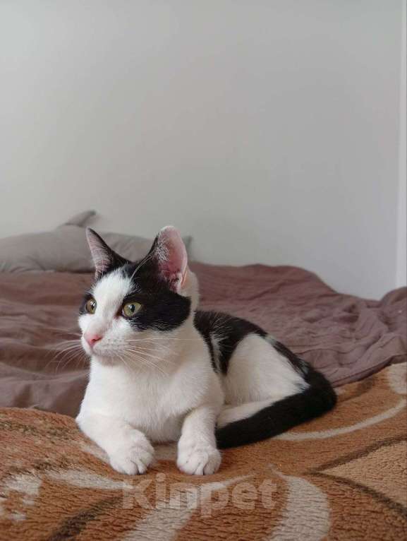 Кошки в Москве: Кошечка ищет дом Девочка, 300 руб. - фото 2
