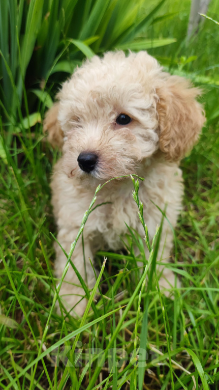 Собаки в Москве: Мальтипу  Мальчик, 53 000 руб. - фото 2