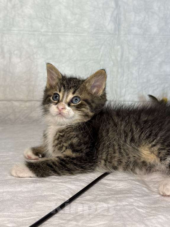 Кошки в Санкт-Петербурге: Котенок 1 месяц Бьёрн Мальчик, Бесплатно - фото 4