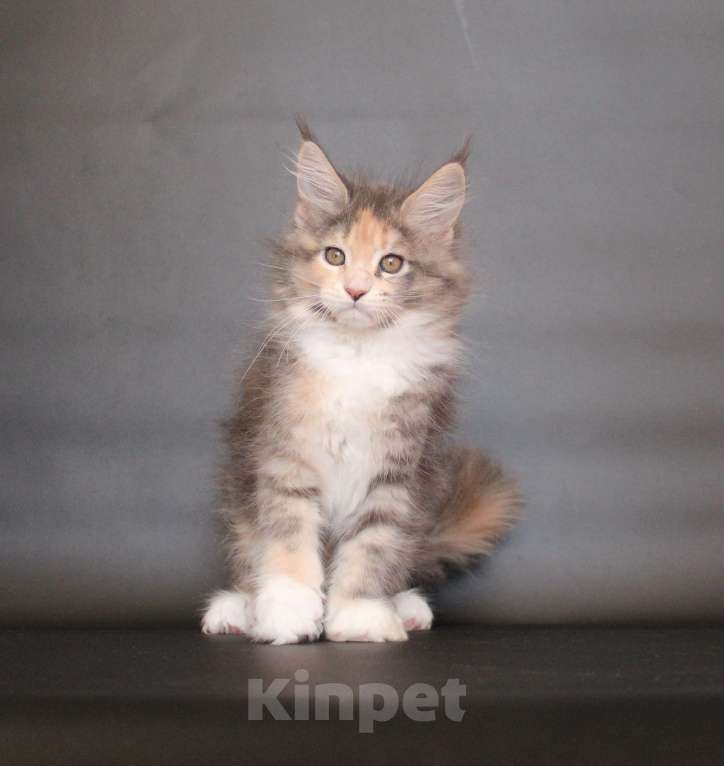 Кошки в Екатеринбурге: Диана Девочка, 50 000 руб. - фото 4