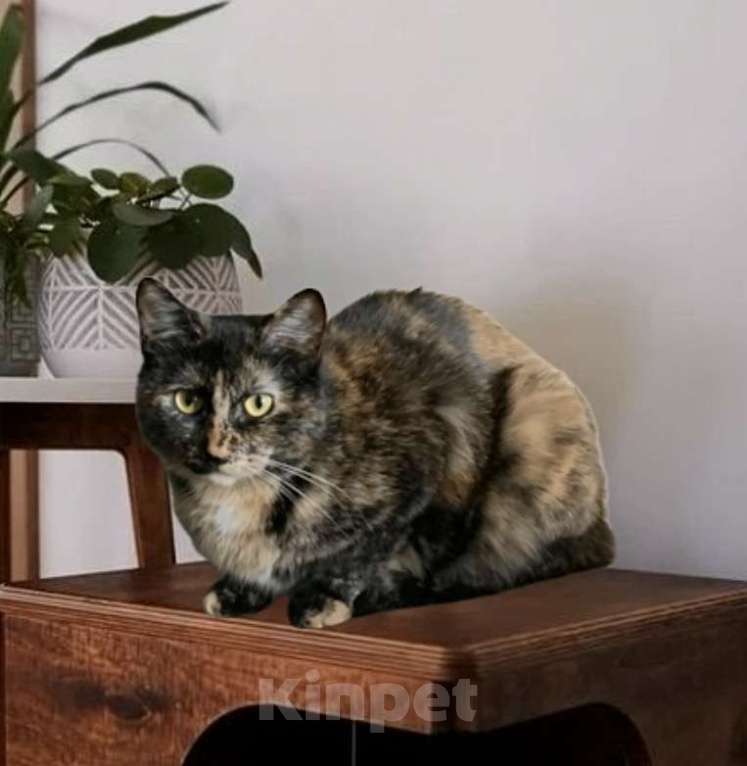 Кошки в Санкт-Петербурге: Кошечка Марфуша ждет и ждет  Девочка, Бесплатно - фото 3