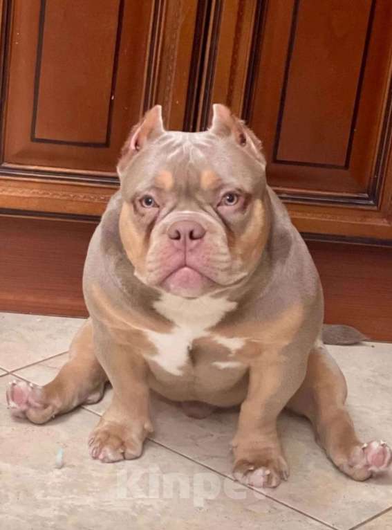 Собаки в Москве: Девочка-булли Девочка, 90 000 руб. - фото 6