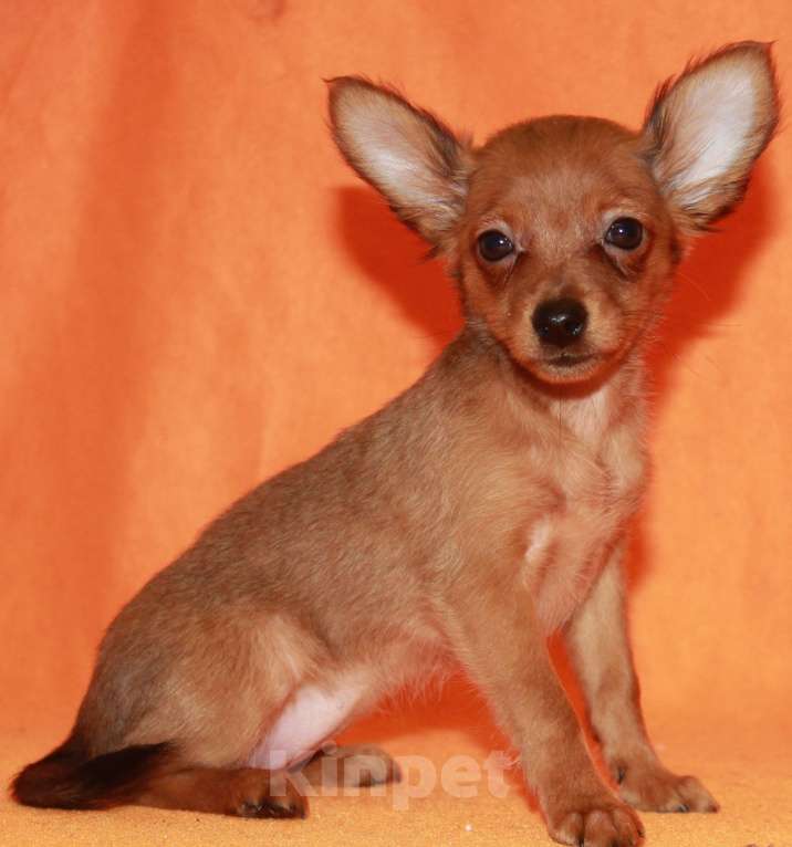 Собаки в Москве: Продаются щенки пражского крысарика Девочка, Бесплатно - фото 1