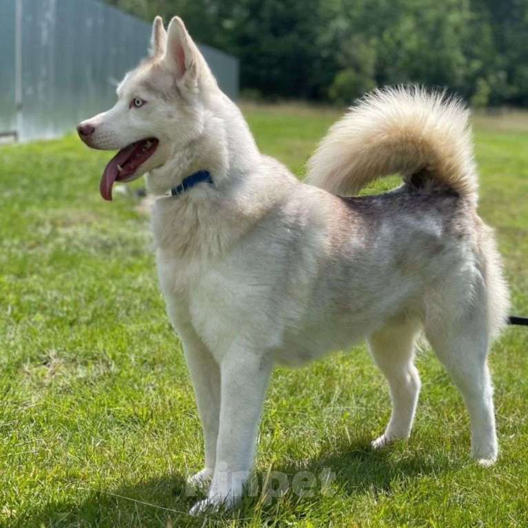 Собаки в Москве: Торес 3 года безрезультатно ищет дом Мальчик, Бесплатно - фото 5