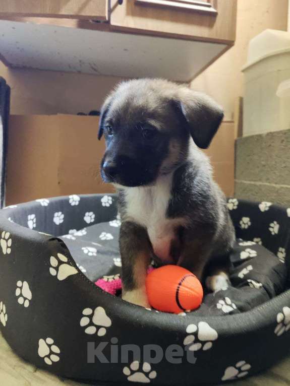 Собаки в Ессентуках: Щенки бесплатно в добрые руки Мальчик, Бесплатно - фото 2