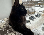 Кошки в Санкт-Петербурге: Продажа мейн-кун питомник Мальчик, 50 000 руб. - фото 3