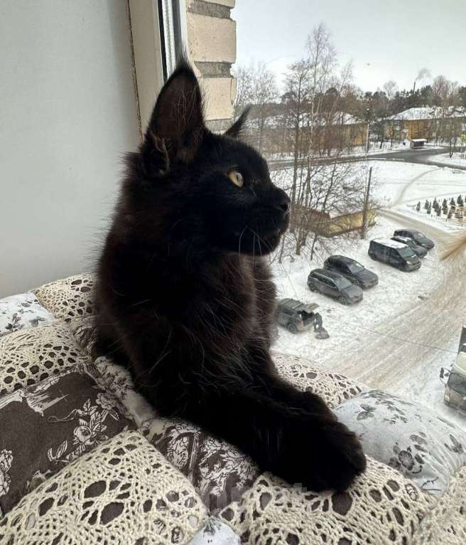 Кошки в Санкт-Петербурге: Продажа мейн-кун питомник Мальчик, 50 000 руб. - фото 3