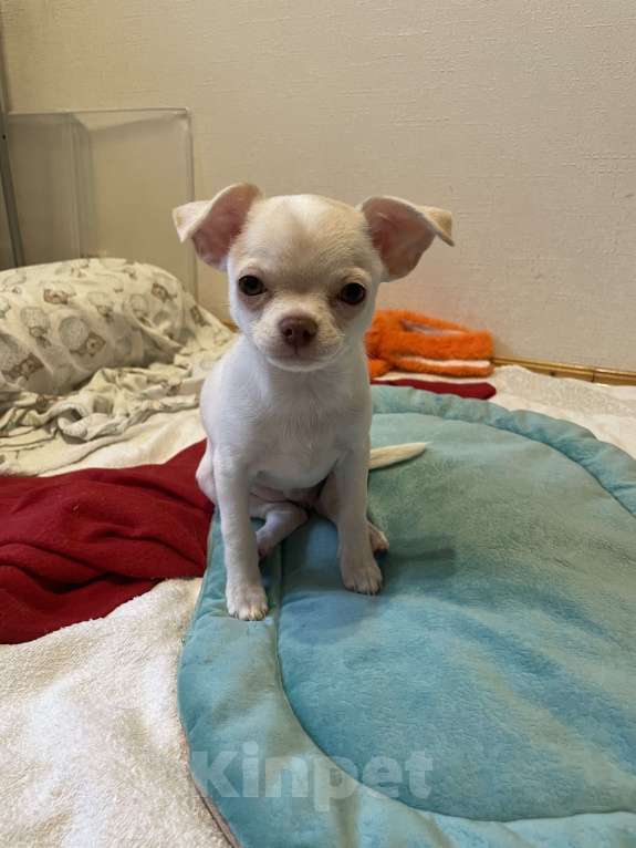 Собаки в Москве: Чихуахуа  Мальчик, 45 000 руб. - фото 4