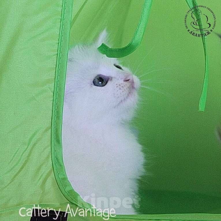 Кошки в Волхове: Сибирские котята, клубные, с документами и вакцинациями Девочка, Бесплатно - фото 2