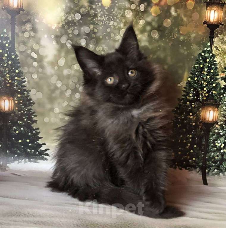 Кошки в Санкт-Петербурге: Кошечка мейн кун чёрная дымная Девочка, 35 000 руб. - фото 6