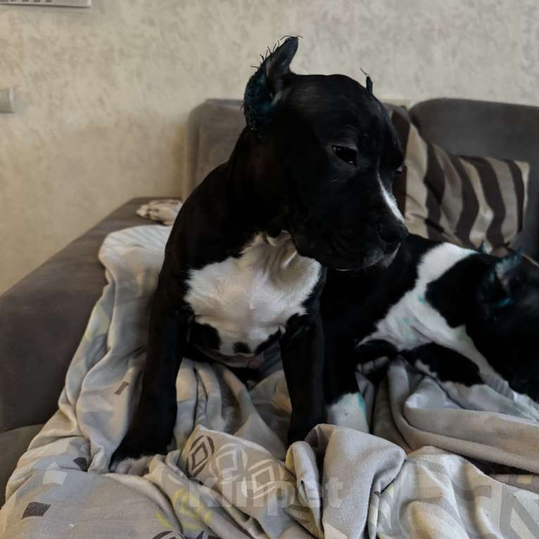 Собаки в Москве: Щенок амстаффа Мальчик, 85 000 руб. - фото 1