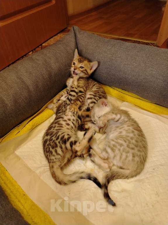 Кошки в Калининграде: Бенгальские котята Разнополые, 30 000 руб. - фото 5