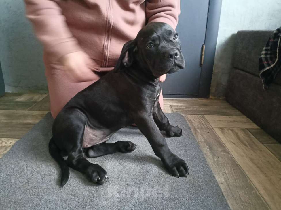 Собаки в Белом Калитве: Щенки Кане-корсо Мальчик, 50 000 руб. - фото 5