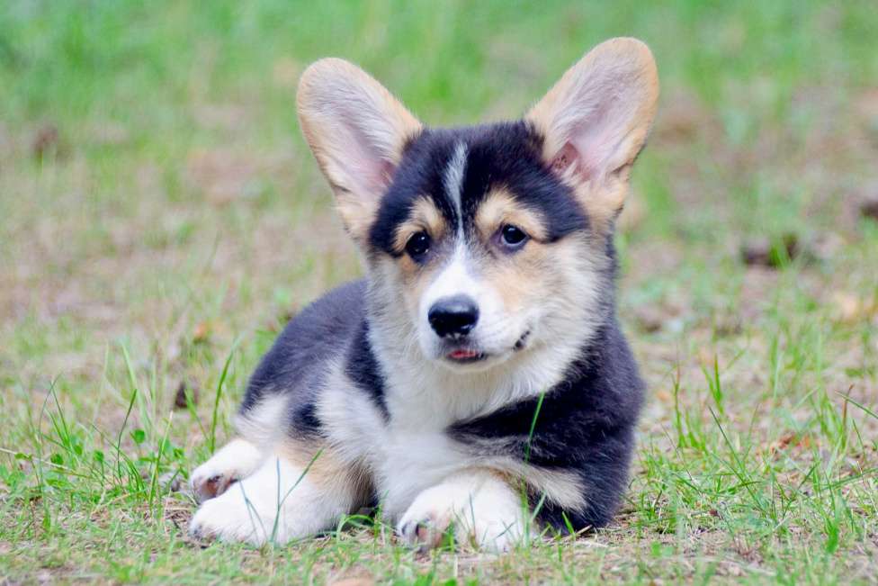 Собаки в Твери: Щенок вельш корги пемброк  Мальчик, 60 000 руб. - фото 5