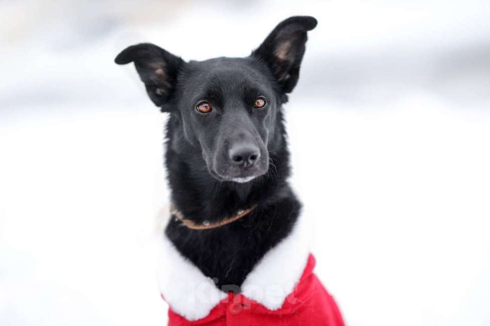 Собаки в Москве: Черная собачка небольшая Амели в добрые руки Девочка, 1 руб. - фото 1