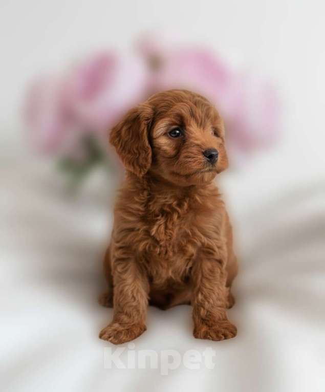 Собаки в Москве: Мальтипу F1 премиум мини Корея Мальчик, 95 000 руб. - фото 1