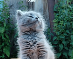 Кошки в Пензе: Британские котята Девочка, 3 500 руб. - фото 4