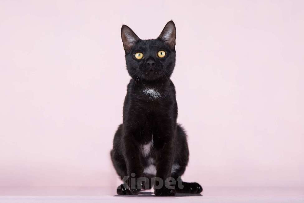 Кошки в Москве: Котик Найт ищет семью  Мальчик, Бесплатно - фото 3