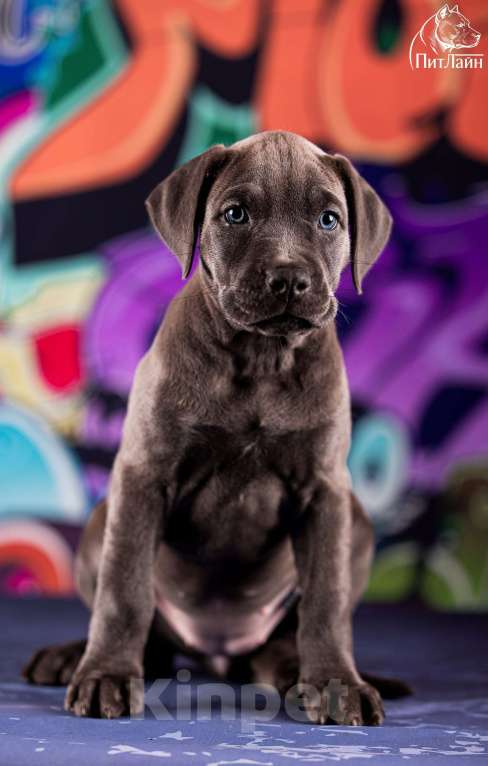 Собаки в Ульяновске: Американский питбультерьер, девочка Девочка, Бесплатно - фото 2