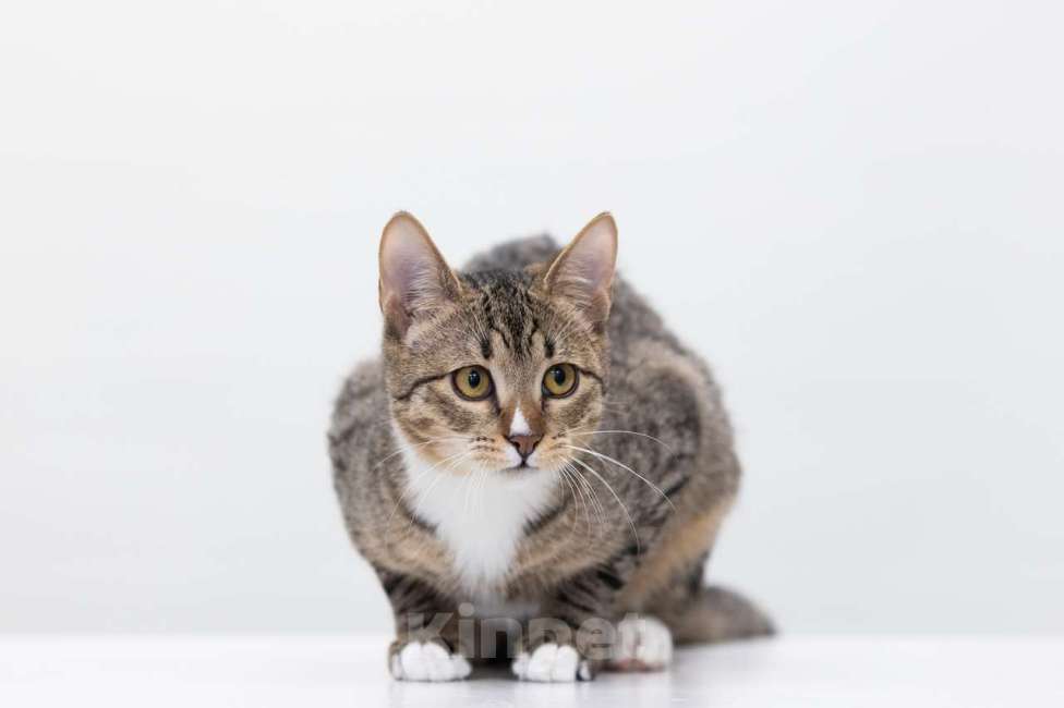 Кошки в Москве: Джонни Мальчик, Бесплатно - фото 6