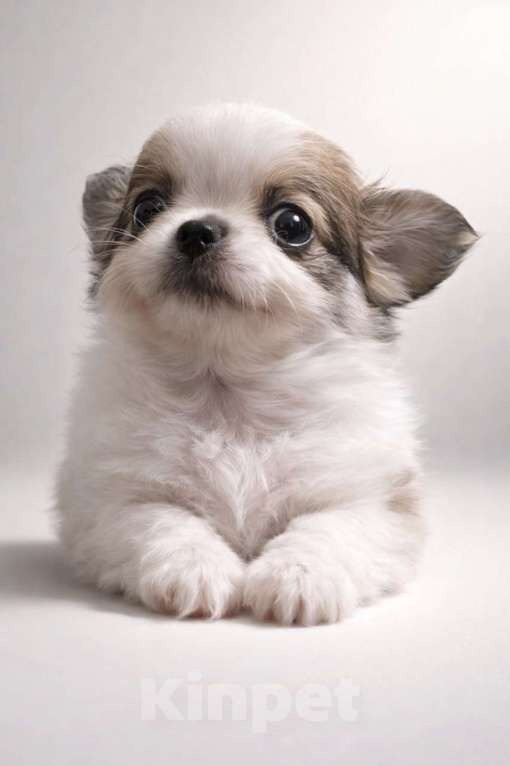 Собаки в других городах Московской области: Перспективный щенок чихуахуа Мальчик, 90 000 руб. - фото 2