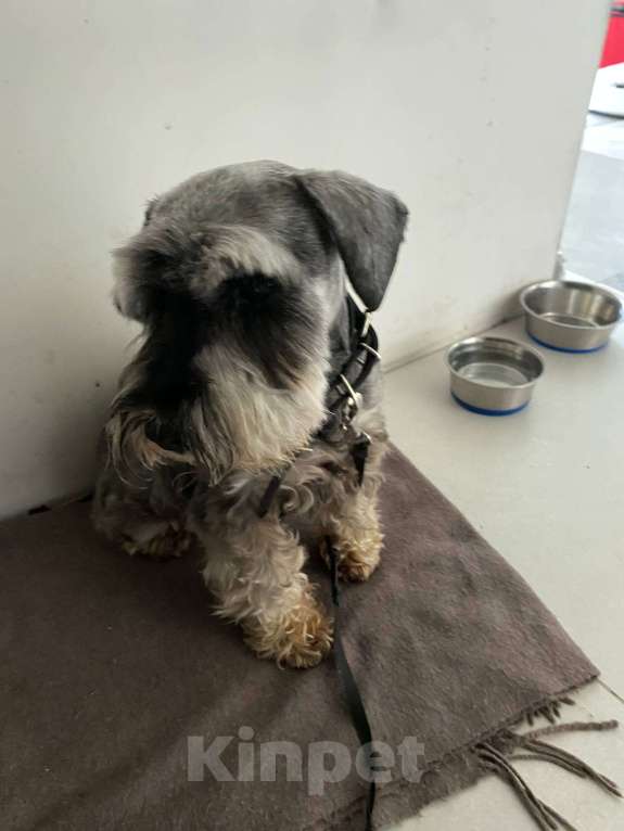 Собаки в Иркутске: Потерялась собака Девочка, 500 руб. - фото 1