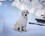 Собаки в Москве: Щенок лабрадора  Мальчик, 80 000 руб. - фото 1
