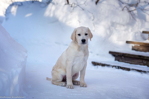 Щенок лабрадора 