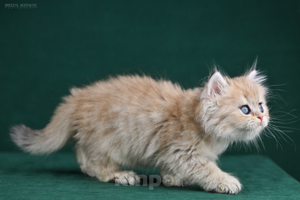 Кошки в Воронеже: Британская длинношёрстная девочка Девочка, 60 000 руб. - фото 8