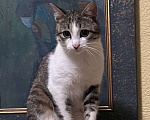 Кошки в Одинцово: Пропал молодой кот Мальчик, 5 000 руб. - фото 1