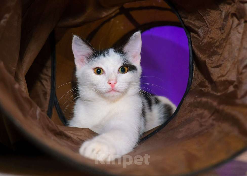 Кошки в Москве: Белян - лучший друг вашего котейки! Мальчик, Бесплатно - фото 5