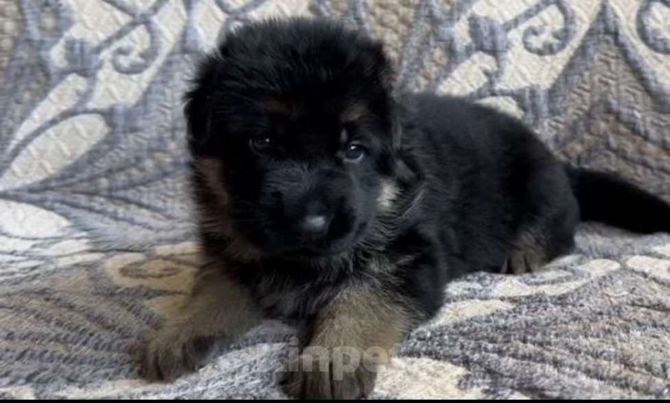Собаки в Уфе: Щенки немецкой овчарки с родословной Разнополые, Бесплатно - фото 8